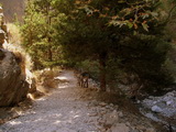 Kreta